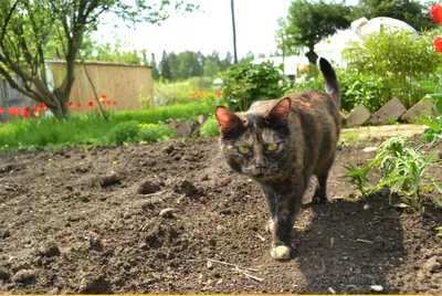 Фото домашней короткошерстной кошки в высоком разрешении