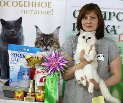 Фото домашней короткошерстной кошки с родными