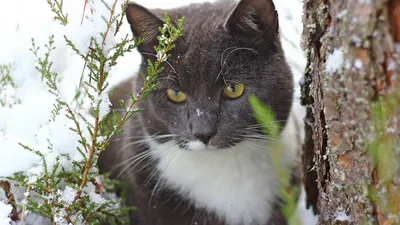 Фото домашней короткошерстной кошки на белом фоне