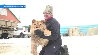 Изображение льва для сохранения с высоким разрешением