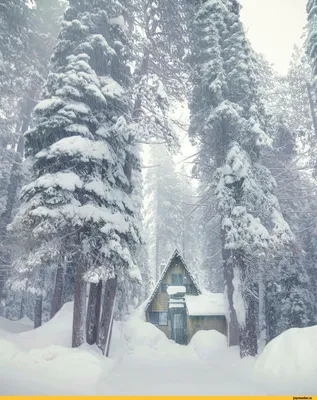 Сказочный домик: Картинка зимнего уюта в лесу