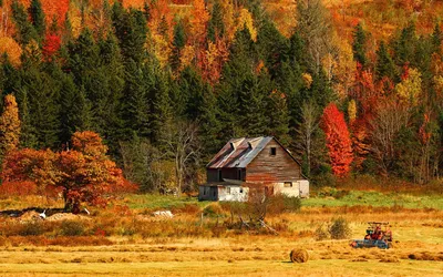 Красота природы: осенний домик в лесу