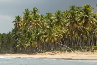Пляжи Доминиканы: фото для загрузки