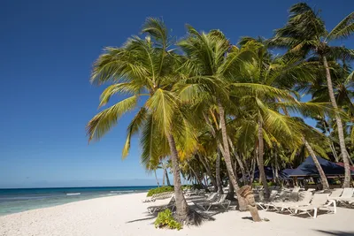 Фотографии пляжей Доминиканы, чтобы восхититься