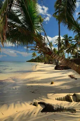 Изображения пляжей в Доминикане: бесплатно скачать