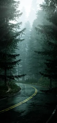 Дорога в лесу  фото