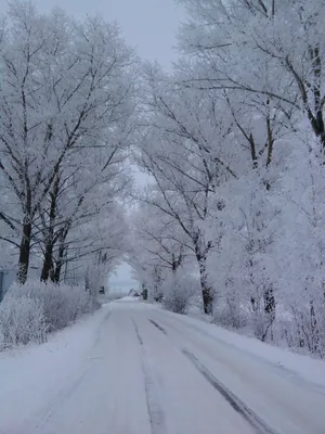 Фото зимних путей: Отражение красоты холода
