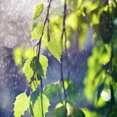 Природная красота: Дождь в объективе