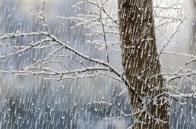 Зимний дождь: Фотографии природы