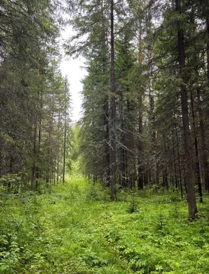 Фотография леса под дождем в хорошем качестве