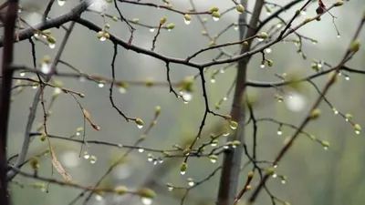 Весенний дождь: капли на цветах и траве