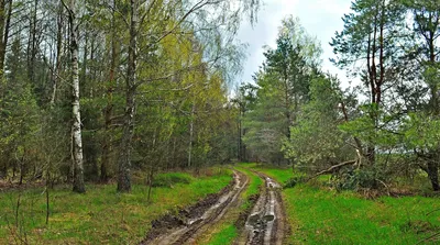 Влажная красота весны: фотографии дождливых моментов