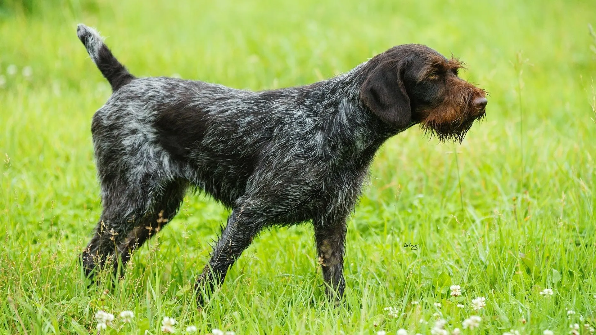 Рассмотрите фотографию собаки породы немецкий дратхаар. Дратхаар терьер. Пойнтер дратхаар. Дратхаар длинношерстный. Немецкая жесткошерстная легавая дратхаар.