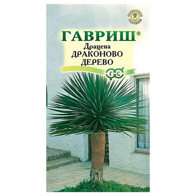 Качественные изображения Драцены драконового дерева - скачать новые