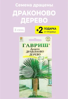 Изображение Драцены драконового дерева в HD