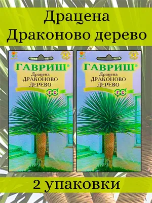 Загадочная красота Драцены драконово дерево