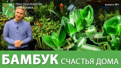 Королевская красота: Драцена драконово дерево во всей своей славе