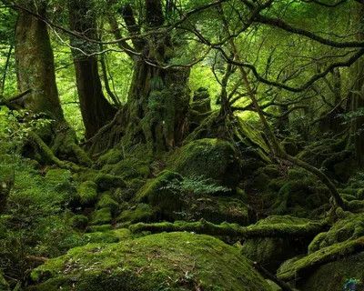 Фото Дремучий лес в формате JPG для скачивания
