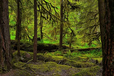 Красивые фоны с Дремучим лесом для скачивания в разных форматах