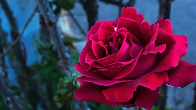 Уникальное фото древесной розы