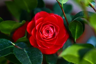 Удивительное изображение древесной розы