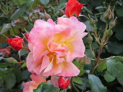 Уникальная фотка древесной розы