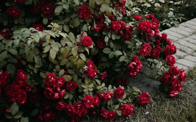 Красивая картинка древесной розы