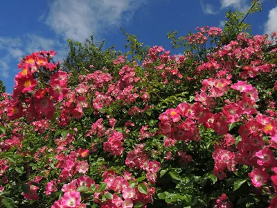 Красивое фото древесной розы в формате png