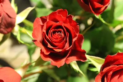 Изумительная фотография древесной розы