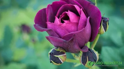 Фото древесной розы с высоким разрешением