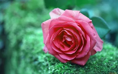 Фото древесной розы с возможностью выбора размера