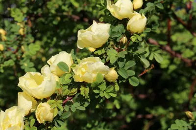 Фотка древесной розы с высоким разрешением