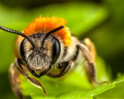 Фото древесных пчел в высоком разрешении (JPG, PNG, WebP)