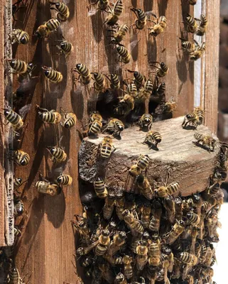 Фотографии древесных пчел в полном HD качестве