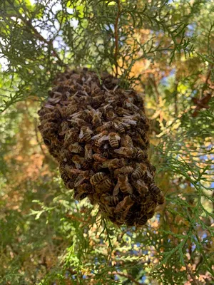 Новые фото древесных пчел для вашего проекта