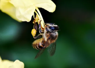 Уникальные фотографии древесных пчел