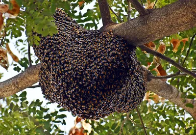 Фото древесных пчел для дизайна