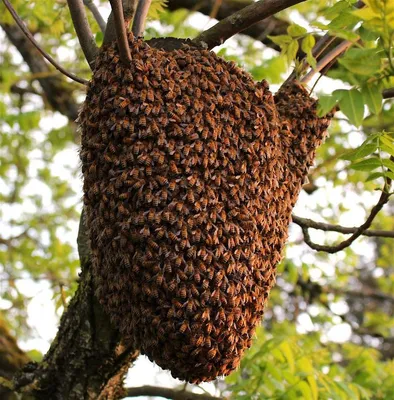 Уникальные изображения древесных пчел в HD качестве