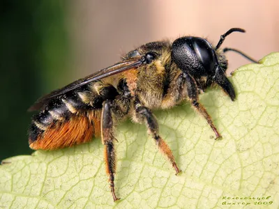 Изображения древесных пчел для скачивания
