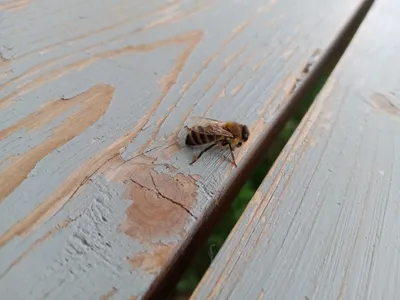 Фото древесных пчел в разных размерах