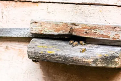 Изображения древесных пчел в WebP формате