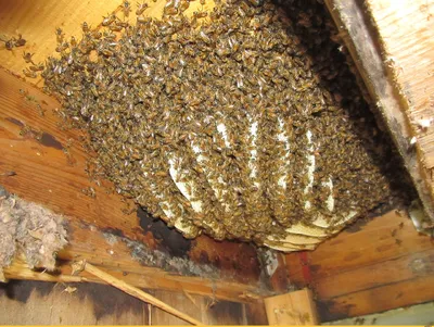 Фотографии древесных пчел для проектов