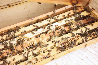 Уникальные фотографии древесных пчел для скачивания