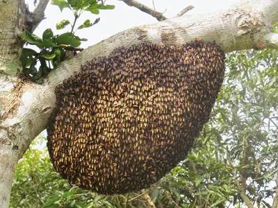 Фотографии древесных пчел в формате JPG, PNG, WebP