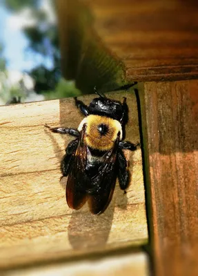 Фото древесных пчел в разных форматах