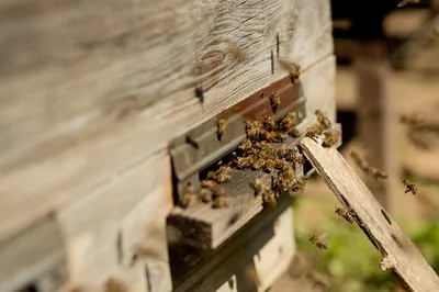 Фотографии древесных пчел для использования в дизайне