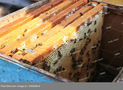 Фото древесных пчел в высоком разрешении для скачивания