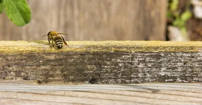 Фото древесных пчел в формате 4K для проектов