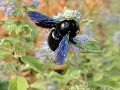 Новые фотографии древесных пчел в HD качестве