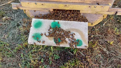Скачать бесплатно фото древесных пчел в разных размерах